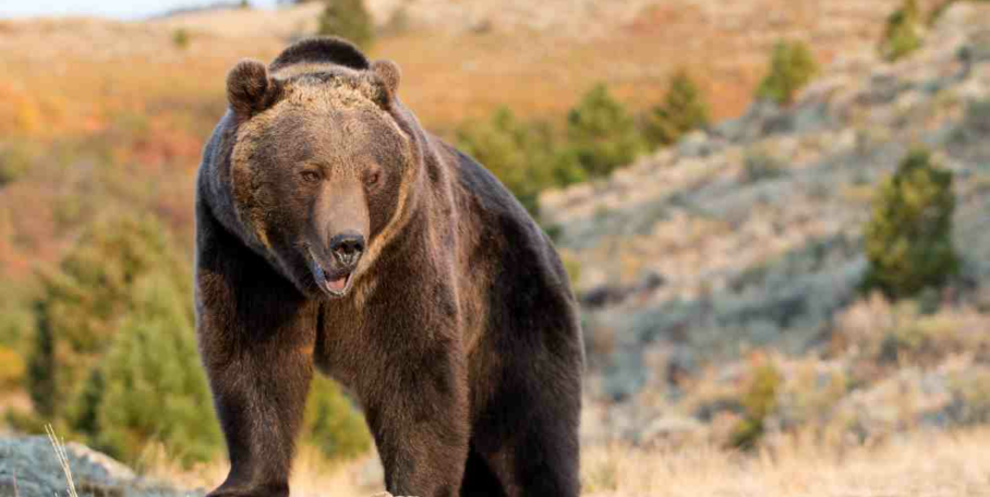 "Canada : après une attaque près de Cochrane, la province d’Alberta pourrait rouvrir la chasse au grizzli"
