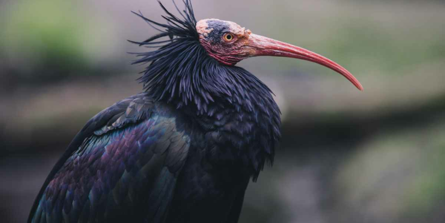 "Ariège : deux ibis chauves aperçus en vallée de Vicdessos, une halte migratoire exceptionnelle"
