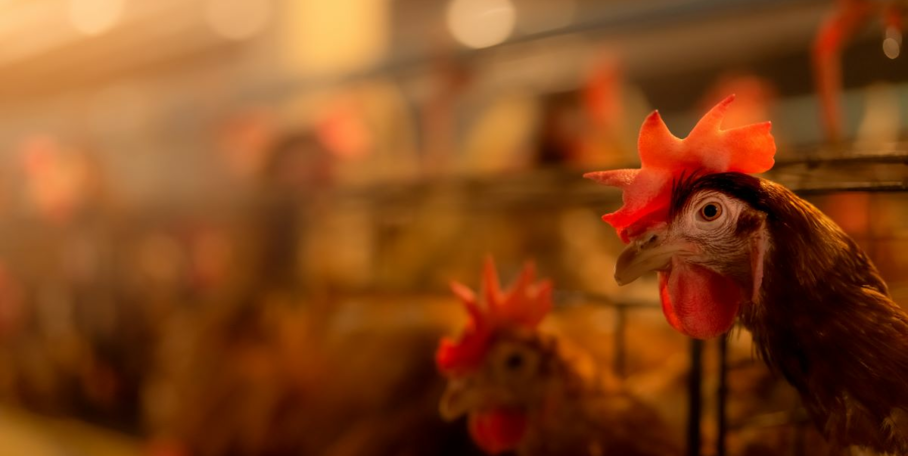 "Moselle : la chasse peut reprendre après la fin des restrictions liées à l’influenza aviaire"