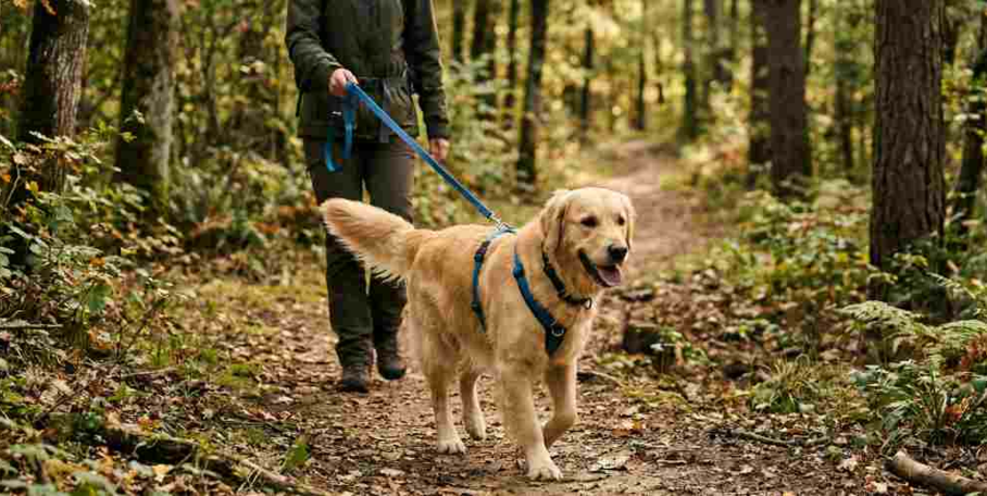 "La laisse devient obligatoire dès le 15 avril pour tous les chiens"