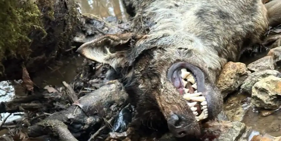 Loup retrouvé mort dans les Yvelines : une balle suspectée, l’OFB rectifie certaines informations