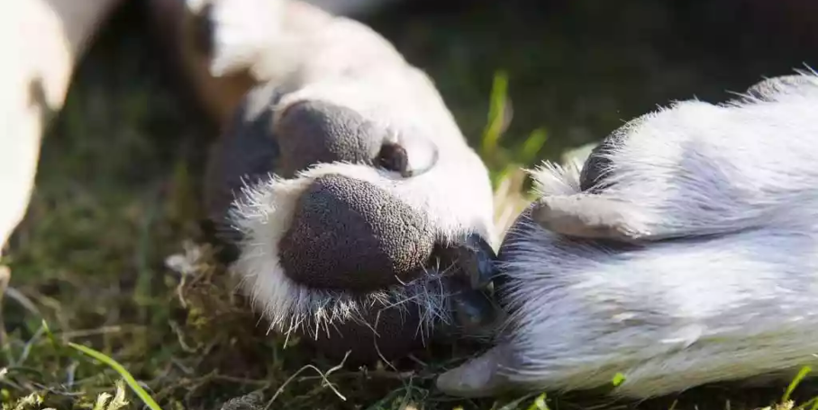 "Essonne : Le virus d'Aujeszky tue un chien de chasse, l'alerte est lancée"