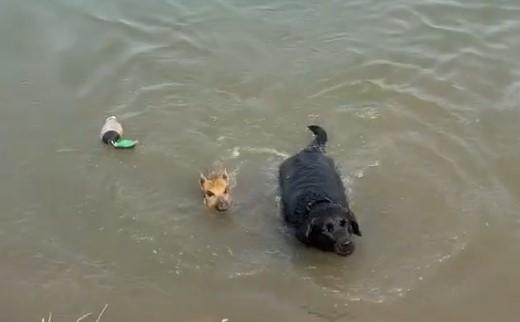 [Vidéo] Un marcassin croisé avec un labrador ?
