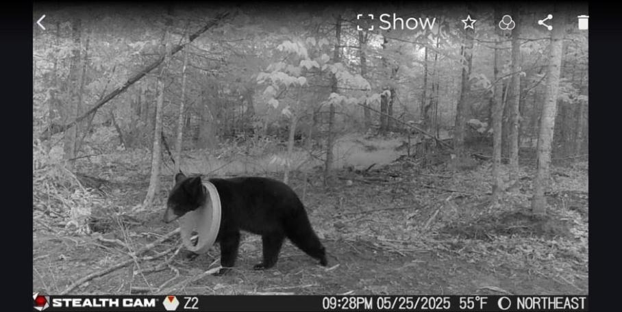 Michigan : un ours noir survit pendant deux ans avec un couvercle en plastique coincé autour du cou