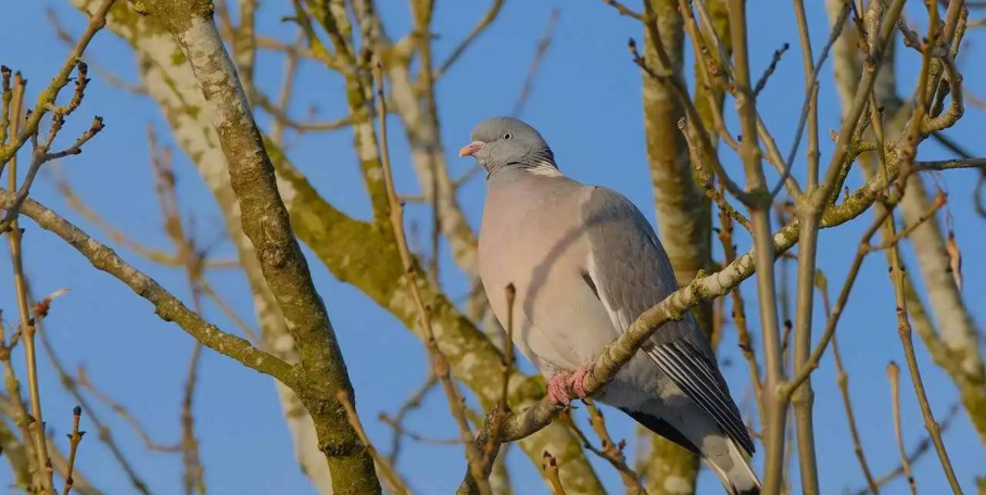 "Palombes dans les Landes : l'énigme des "foies blancs" persiste"