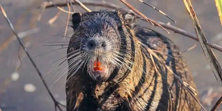 " Lyon : Ragondins contre écolos, la guerre des nerfs est déclarée à la Confluence"