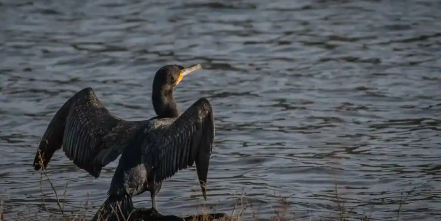 "Aude : le tir de 200 cormorans autorisé, la science donne raison aux pêcheurs"