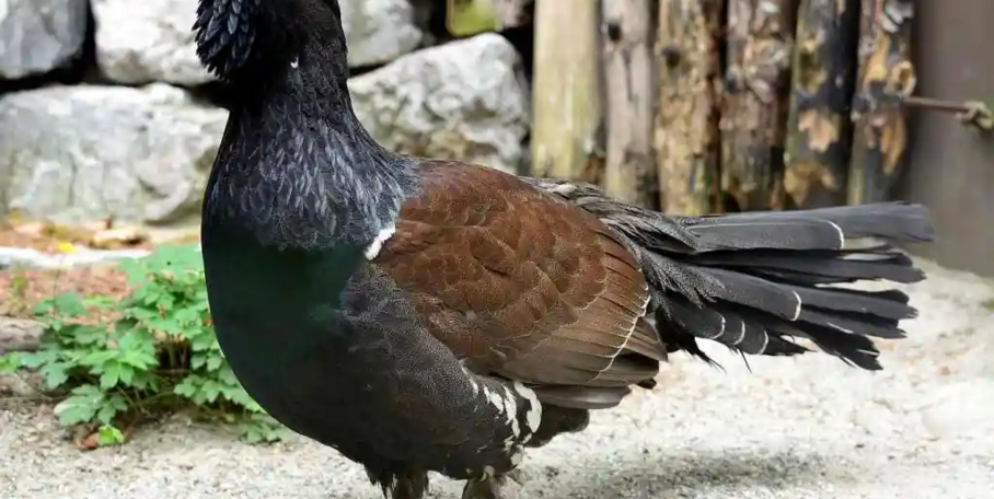 "Grand Tétras et Lagopède : le retrait de la liste des espèces chassables dénoncé par la FNC"