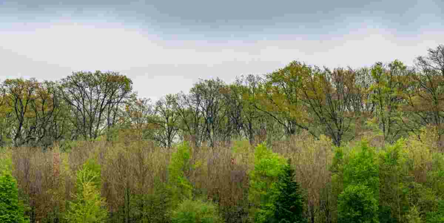 "Forêt de Dreux l'ONF retire le rideau de vènerie malgré son succès technique"