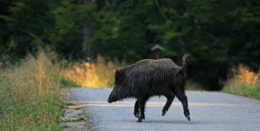 "Accidents en série : les sangliers deviennent un danger public sur les routes françaises"