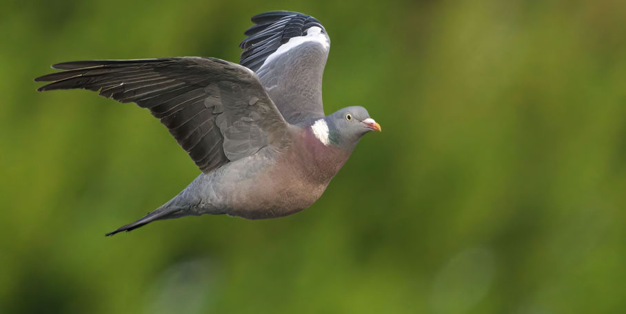 "Belgique : après la perdrix, les écologistes s’en prennent au pigeon ramier"