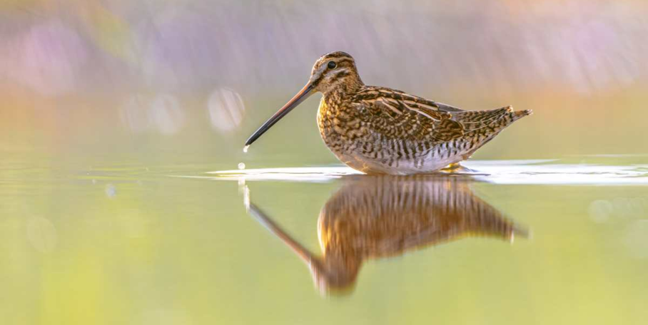 "Justice : la chasse de la bécassine suspendue dans le Cantal, les chasseurs dénoncent une confusion"