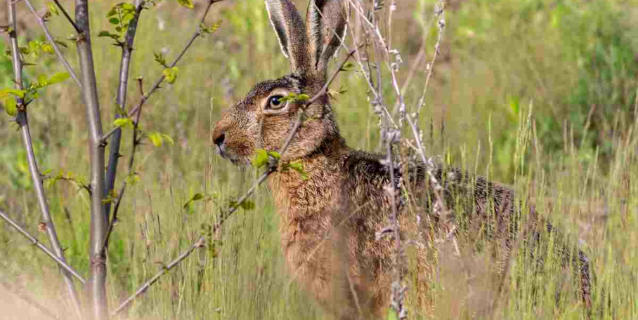 "Creuse : Alerte à la tularémie après un cas détecté à Issoudun-Létrieix"