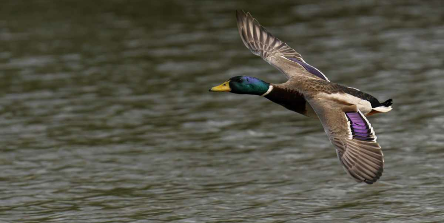 "Bassin d’Arcachon : la justice annule l'interdiction de chasse de 7 espèces"
