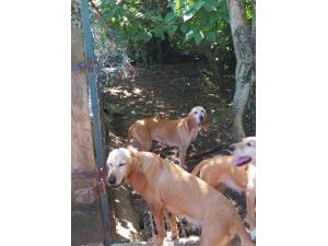 URGENT donne chiens de chasse