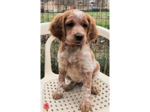 Chiots epagneuls bretons disponibles desuite