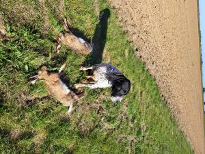 Chasse gibiers naturels Seine et Marne