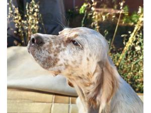 SETTER ANGLAIS chiots