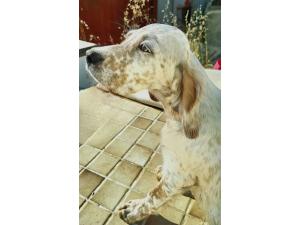 SETTER ANGLAIS chiots