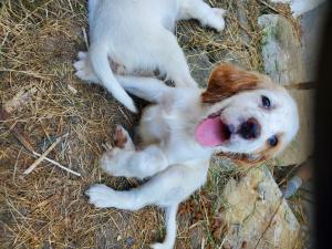 Setter lemon pure race non lof