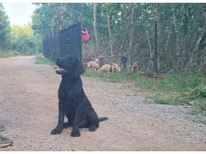 Chiot labrador