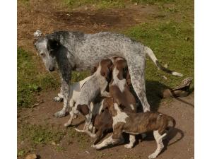 Chiots à  adopter ( Braque Levrier)