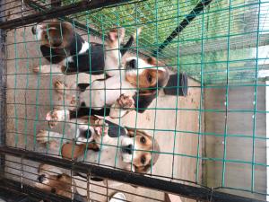 Chiots Beagles