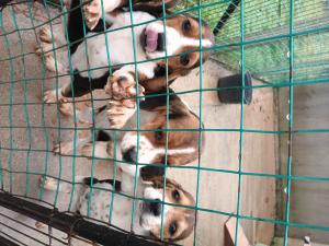 Chiots Beagles