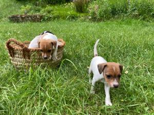 Chiots Jack Russel