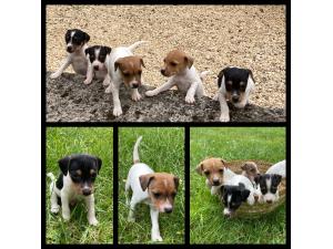 Chiots Jack Russel