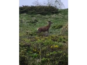 Chasse du Guery et de Combe Perret