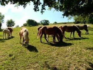 Location pour chasse terrain de 62 hectares