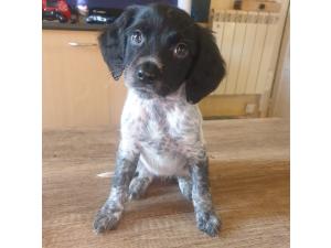 Epagneul Breton non lof disponible