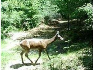 Recherche Partenaires pour Territoire Chasse à l'Approche