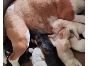 Beagle lof