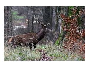 Actions de chasse gros gibiers