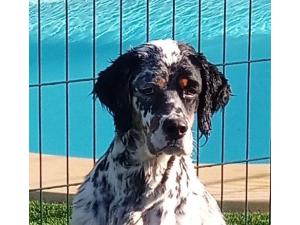 Setter Anglais pour saillie