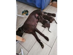 braque allemand male