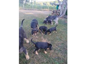 Chiots griffon nivernais