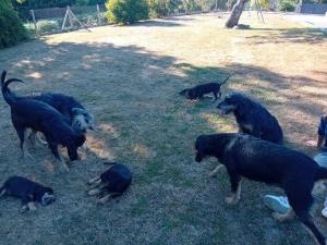 Chiots griffon nivernais