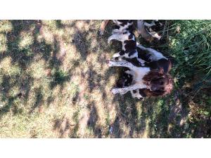 Chiots Springer