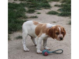 chiots epagneul breton Males