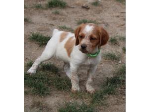 chiots epagneul breton Males