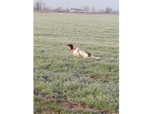 Setter Anglais pour saillie