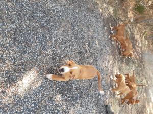 chiots POSAVATZ