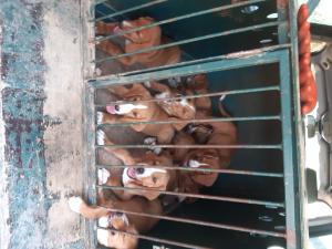 chiots POSAVATZ