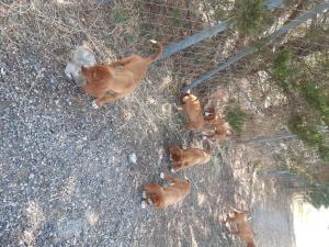 chiots POSAVATZ