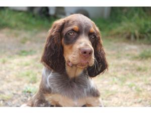 Chiots Epagneul Picard LOF