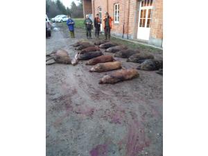 Chasse Sologne Loiret