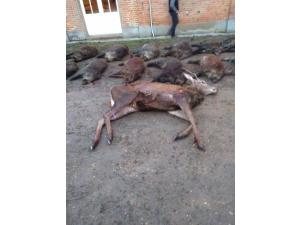 Chasse Sologne Loiret